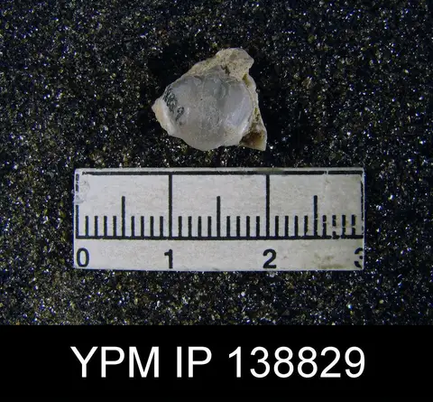 Dokumentasi YPM IP 138829 dengan identifikasi pada sumber Chonetella nasuta. Isi dan label gambar dipertahankan.