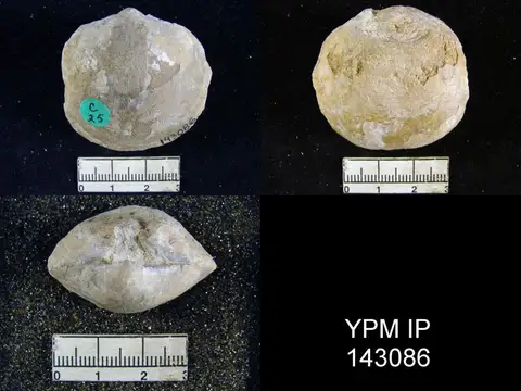 Dokumentasi YPM IP 143086 dengan identifikasi pada sumber Martiniopsis inflata. Isi dan label gambar dipertahankan.