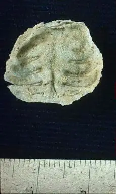 Dokumentasi USNM PAL153628T dengan identifikasi pada sumber Collemataria elongata. Isi dan label gambar dipertahankan.