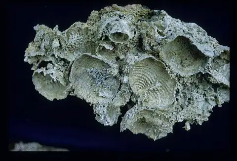 Dokumentasi USNM PAL153590A dengan identifikasi pada sumber Coscinophora monilifera. Isi dan label gambar dipertahankan.