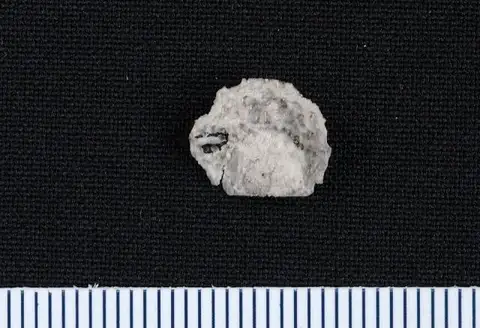 Dokumentasi USNM PAL151280A dengan identifikasi pada sumber Heteralosia paucispinosa. Isi dan label gambar dipertahankan.