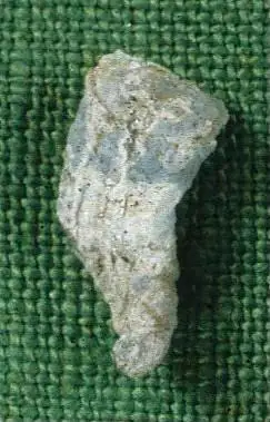 Dokumentasi USNM PAL153661E dengan identifikasi pada sumber Scacchinella titan. Isi dan label gambar dipertahankan.