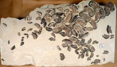 Dokumentasi USNM V16716 dengan identifikasi pada sumber Ptychodus mortoni. Isi dan label gambar dipertahankan.