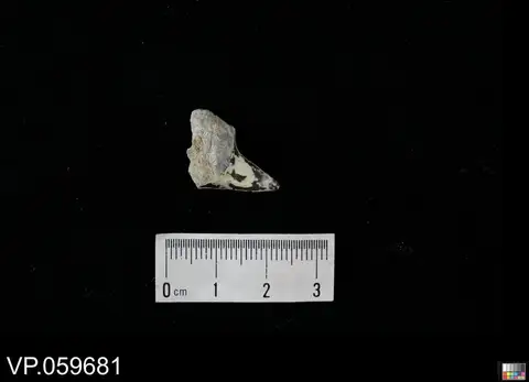 Dokumentasi YPM VP 059681 dengan identifikasi pada sumber Cretoxyrhina mantelli. Isi dan label gambar dipertahankan.