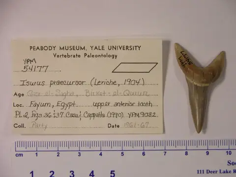 Dokumentasi YPM VP 054177 dengan identifikasi pada sumber Isurus praecursor. Isi dan label gambar dipertahankan.
