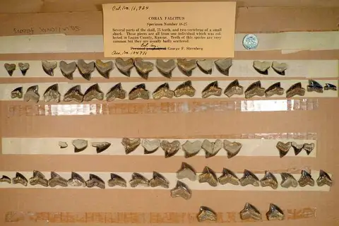 Dokumentasi USNM V11934 dengan identifikasi pada sumber Squalicorax falcatus. Isi dan label gambar dipertahankan.
