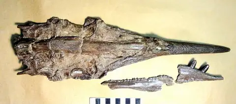 Dokumentasi USNM V18257 dengan identifikasi pada sumber Protosphyraena nitida. Isi dan label gambar dipertahankan.