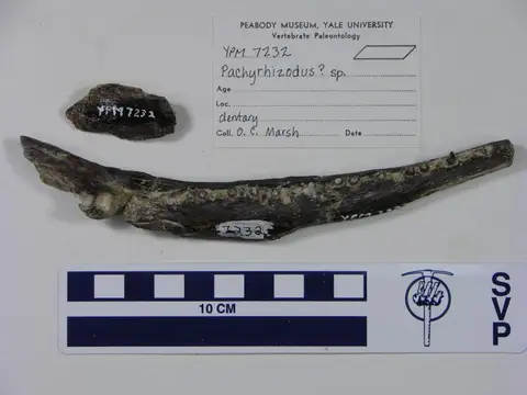 Dokumentasi YPM VP 007232 dengan identifikasi pada sumber Pachyrhizodus caninus. Isi dan label gambar dipertahankan.