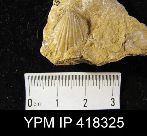 Dokumentasi YPM IP 418325 dengan identifikasi pada sumber Hustedia remota. Isi dan label gambar dipertahankan.