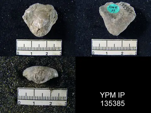 Dokumentasi YPM IP 135385 dengan identifikasi pada sumber Dielasma truncatum. Isi dan label gambar dipertahankan.