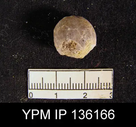 Dokumentasi YPM IP 136166 dengan identifikasi pada sumber Hemiptychina sparsiplicata. Isi dan label gambar dipertahankan.
