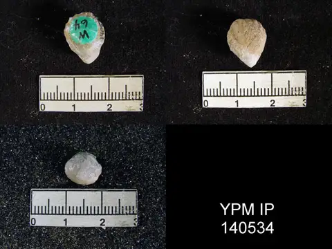 Dokumentasi YPM IP 140534 dengan identifikasi pada sumber Hemiptychina himalayensis. Isi dan label gambar dipertahankan.