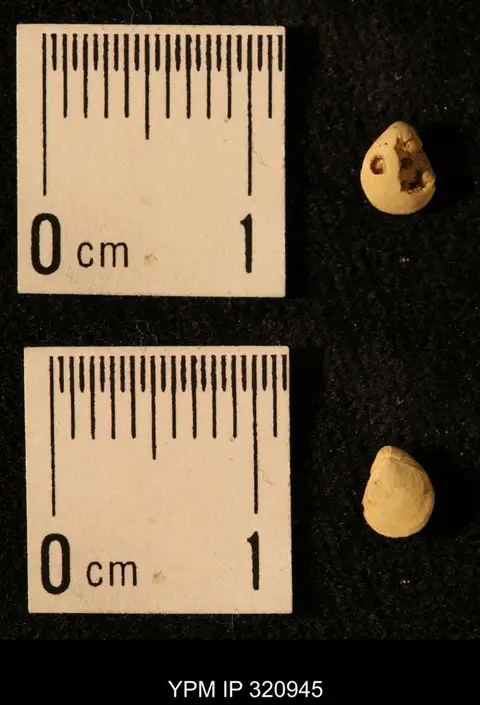 Dokumentasi YPM IP 320945 dengan identifikasi pada sumber Dielasma elongatum. Isi dan label gambar dipertahankan.