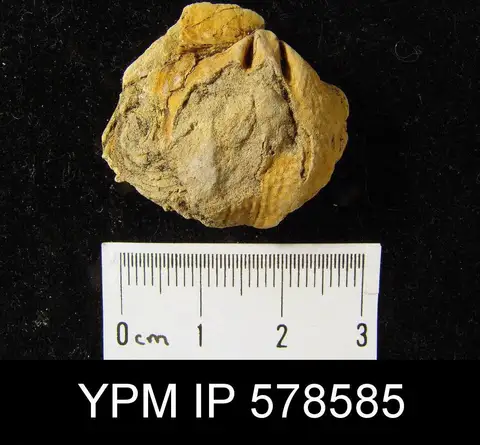 Dokumentasi YPM IP 578585 dengan identifikasi pada sumber Martinia glabra. Isi dan label gambar dipertahankan.