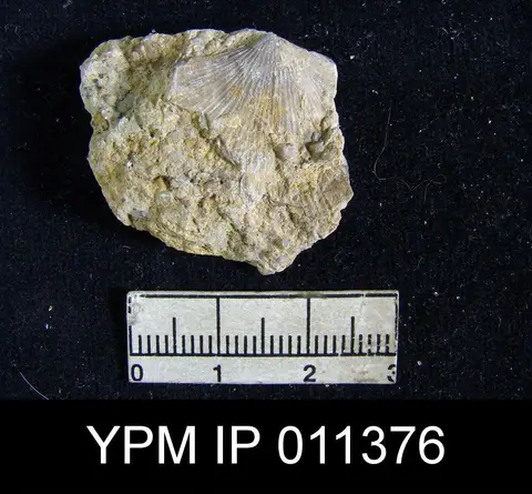 Dokumentasi YPM IP 011376 dengan identifikasi pada sumber Orthotetella wolfcampensis. Isi dan label gambar dipertahankan.