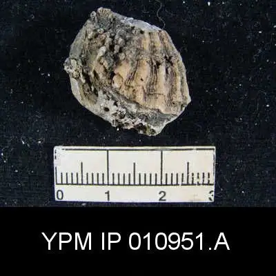 Dokumentasi YPM IP 010951.A dengan identifikasi pada sumber Meekella hessensis. Isi dan label gambar dipertahankan.