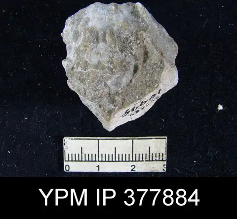 Dokumentasi YPM IP 377884 dengan identifikasi pada sumber Geyerella americana. Isi dan label gambar dipertahankan.