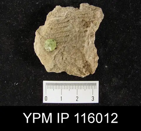 Dokumentasi YPM IP 116012 dengan identifikasi pada sumber Leptodus guadalupensis. Isi dan label gambar dipertahankan.