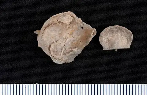 Dokumentasi USNM PAL154117A dengan identifikasi pada sumber Heteralosia hystricula. Isi dan label gambar dipertahankan.