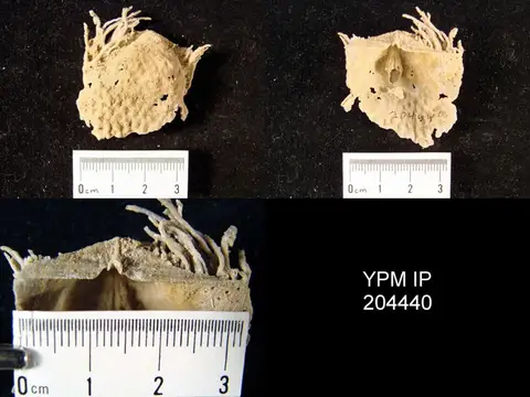 Dokumentasi YPM IP 204440 dengan identifikasi pada sumber Echinosteges tuberculatus. Isi dan label gambar dipertahankan.