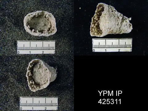 Dokumentasi YPM IP 425311 dengan identifikasi pada sumber Hercosia uddeni. Isi dan label gambar dipertahankan.