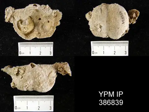 Dokumentasi YPM IP 386839 dengan identifikasi pada sumber Nudauris splendens. Isi dan label gambar dipertahankan.