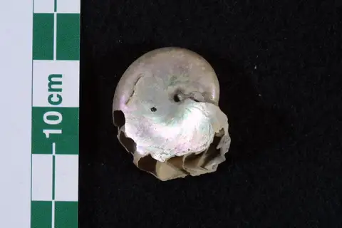Dokumentasi P 313918 dengan identifikasi pada sumber Aturia cubaensis. Isi dan label gambar dipertahankan.