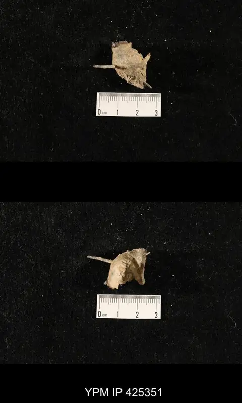 Dokumentasi YPM IP 425351 dengan identifikasi pada sumber Liosotella tetragonalis. Isi dan label gambar dipertahankan.