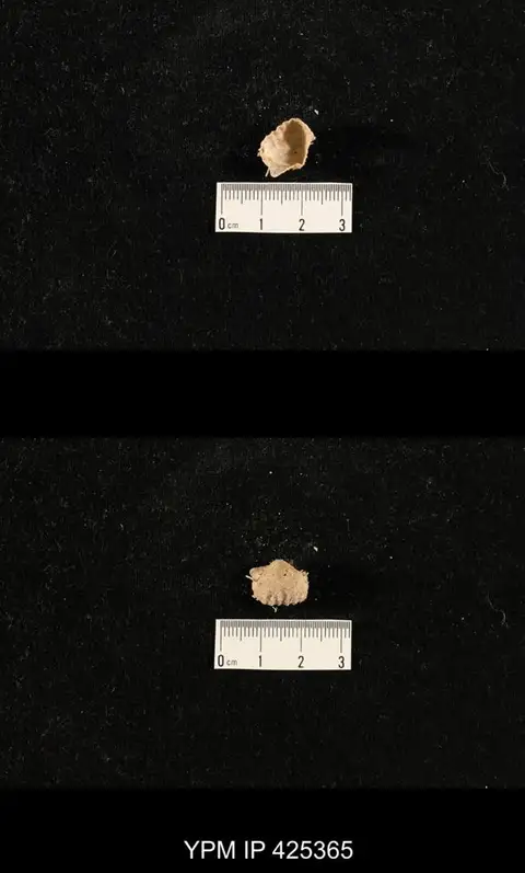 Dokumentasi YPM IP 425365 dengan identifikasi pada sumber Liosotella wordensis. Isi dan label gambar dipertahankan.
