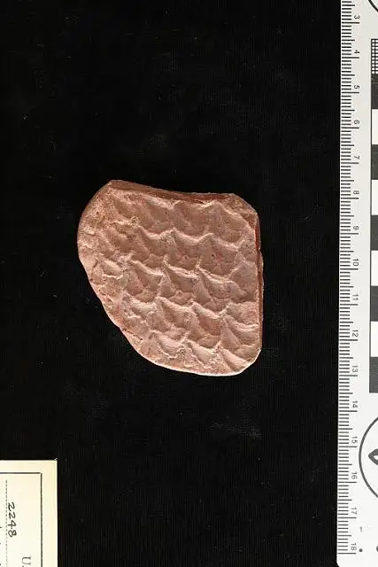 Dokumentasi USNM P2248 dengan identifikasi pada sumber Lepidodendron obovatum. Isi dan label gambar dipertahankan.