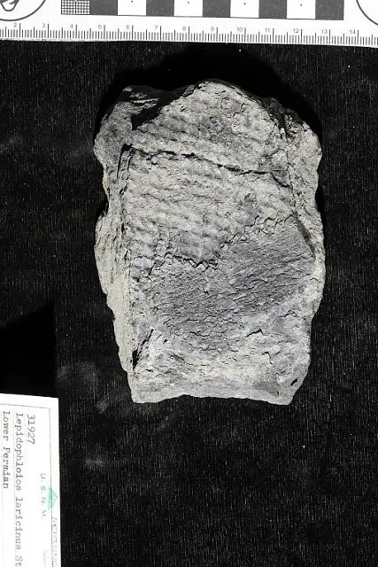 Dokumentasi USNM P31927 dengan identifikasi pada sumber Lepidophloios laricinus. Isi dan label gambar dipertahankan.