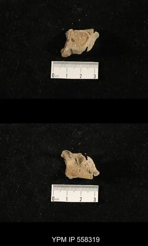 Dokumentasi YPM IP 558319 dengan identifikasi pada sumber Paucispinifera quadrata. Isi dan label gambar dipertahankan.