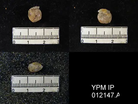 Dokumentasi YPM IP 012147.A dengan identifikasi pada sumber Dielasma spatulatum. Isi dan label gambar dipertahankan.