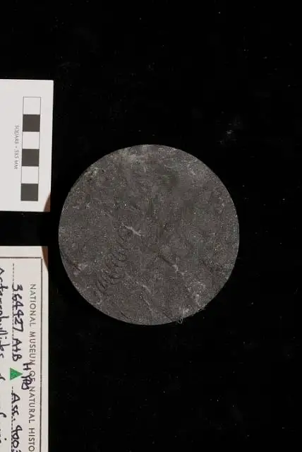 Dokumentasi USNM PAL364427 dengan identifikasi pada sumber Asterophyllites charaeformis. Isi dan label gambar dipertahankan.