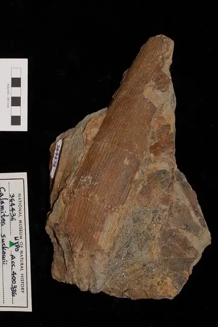 Dokumentasi USNM PAL364436 dengan identifikasi pada sumber Calamites suckowii. Isi dan label gambar dipertahankan.