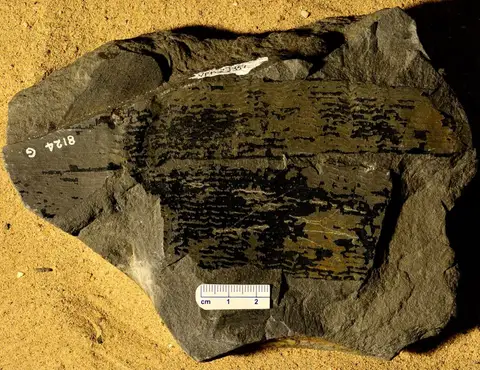 Dokumentasi YPM PB 023351 dengan identifikasi pada sumber Calamites undulatus. Isi dan label gambar dipertahankan.