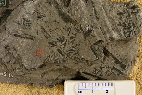 Dokumentasi YPM PB 025042 dengan identifikasi pada sumber Sphenopteris elegans. Isi dan label gambar dipertahankan.