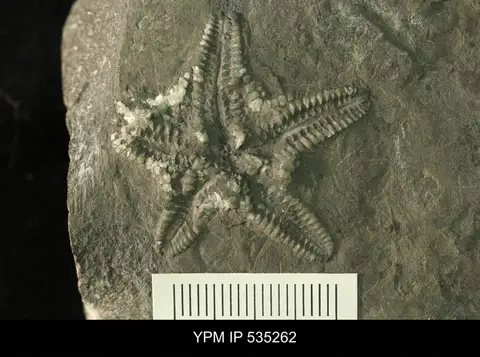 Dokumentasi YPM IP 535262 dengan identifikasi pada sumber Macroporaster matutinus. Isi dan label gambar dipertahankan.