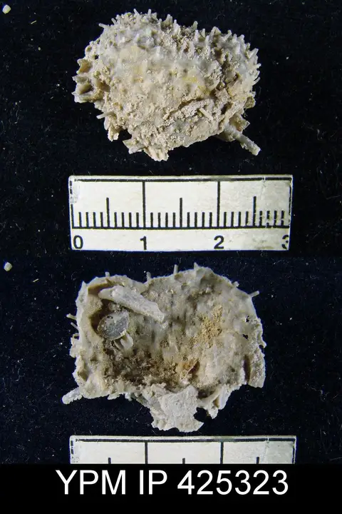 Dokumentasi YPM IP 425323 dengan identifikasi pada sumber Grandaurispina gibbosa. Isi dan label gambar dipertahankan.
