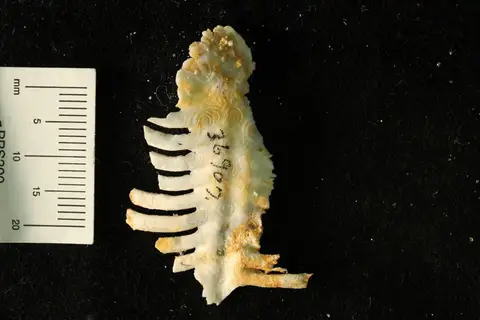Dokumentasi YPM IP 036907 dengan identifikasi pada sumber Leptodus nobilis. Isi dan label gambar dipertahankan.