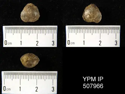 Dokumentasi YPM IP 507966 dengan identifikasi pada sumber Cleiothyridina pectinifera. Isi dan label gambar dipertahankan.