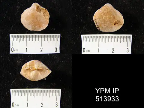 Dokumentasi YPM IP 513933 dengan identifikasi pada sumber Martinia nucula. Isi dan label gambar dipertahankan.