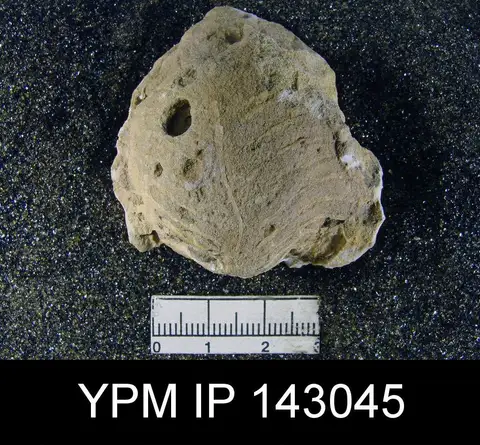 Dokumentasi YPM IP 143045 dengan identifikasi pada sumber Oldhamina decipiens. Isi dan label gambar dipertahankan.