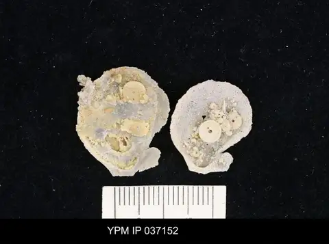 Dokumentasi YPM IP 037152 dengan identifikasi pada sumber Eocamptonectes papillatus. Isi dan label gambar dipertahankan.
