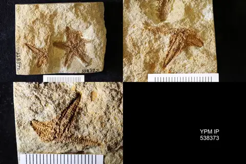 Dokumentasi YPM IP 538373 dengan identifikasi pada sumber Australaster giganteus. Isi dan label gambar dipertahankan.