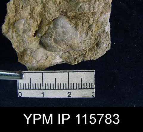 Dokumentasi YPM IP 115783 dengan identifikasi pada sumber Orthotichia kozlowskii. Isi dan label gambar dipertahankan.