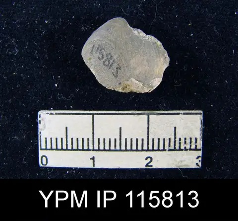Dokumentasi YPM IP 115813 dengan identifikasi pada sumber Enteletes wolfcampensis. Isi dan label gambar dipertahankan.