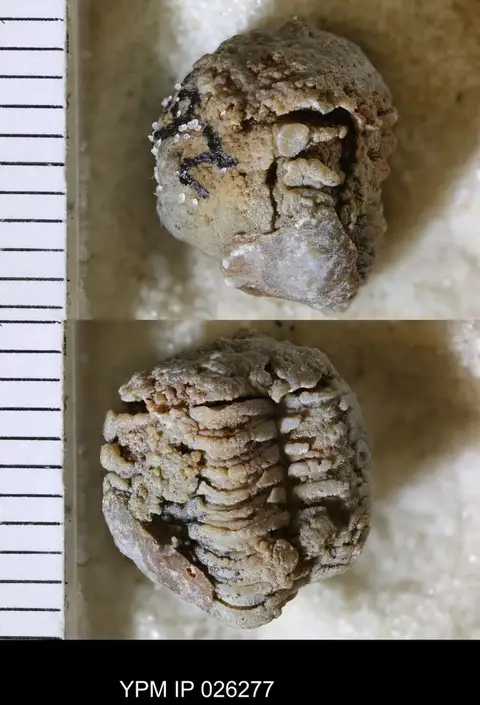 Dokumentasi YPM IP 026277 dengan identifikasi pada sumber Delaria antiqua. Isi dan label gambar dipertahankan.