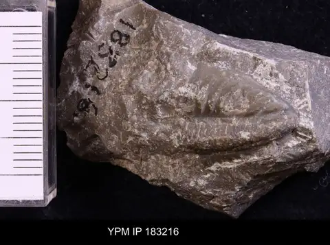 Dokumentasi YPM IP 183216 dengan identifikasi pada sumber Anisopyge perannulata. Isi dan label gambar dipertahankan.