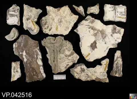 Dokumentasi YPM VP 042516 dengan identifikasi pada sumber Ichthyodectes ctenodon. Isi dan label gambar dipertahankan.